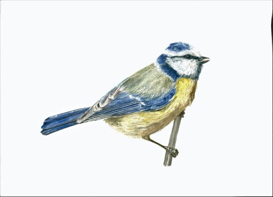 Mésange-bleue